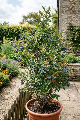 Vaccinium corymbosum 'Jersey'