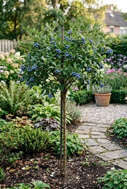Vaccinium corymbosum 'Jersey' Stok