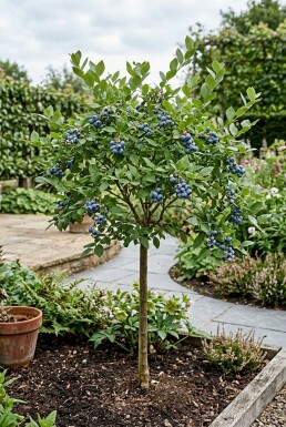 Vaccinium corymbosum 'Jersey' Stok