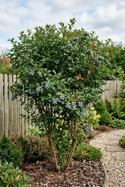 Vaccinium corymbosum 'Jersey' Struik