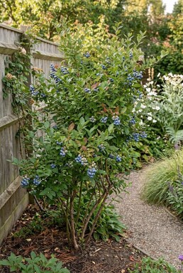 Vaccinium corymbosum 'Jersey' Struik