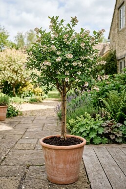 Vaccinium corymbosum 'Pink Lemonade' Stok
