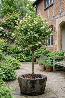 Vaccinium corymbosum 'Pink Lemonade' Stok