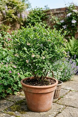 Vaccinium corymbosum 'Sunshine Blue' Struik