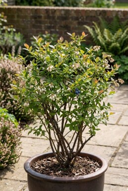 Vaccinium corymbosum 'Sunshine Blue' Struik