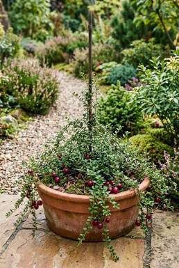 Vaccinium macrocarpon Stok