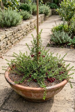 Vaccinium macrocarpon Stok