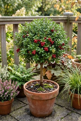 Vaccinium vitis-idaea 'Miss Cherry' Stok