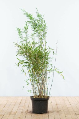 Bamboe Fargesia Nitida Haag 125-150 Kluit Bamboe / Fargesia Nitida 125-150 cm