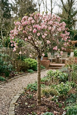 Viburnum bodnantense 'Charles Lamont' Op stam