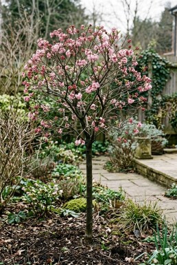 Viburnum bodnantense 'Charles Lamont' Op stam