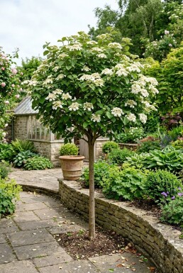 Viburnum carlcephalum Op stam