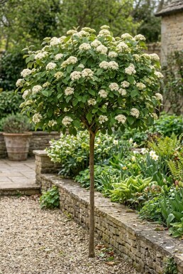 Viburnum carlcephalum Op stam