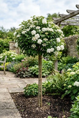 Viburnum 'Eskimo' Op stam