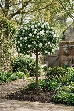 Viburnum 'Eskimo' Op stam