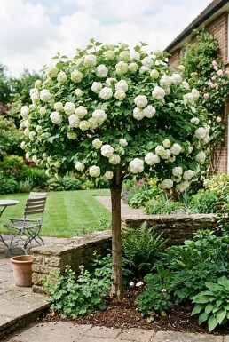 Viburnum opulus 'Roseum' Halfstam