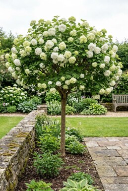 Viburnum opulus 'Roseum' Halfstam