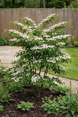Viburnum plicatum 'Kilimandjaro Sunrise' Struik