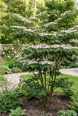 Viburnum plicatum 'Kilimandjaro Sunrise' Struik