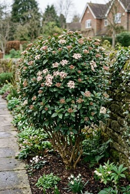 Viburnum tinus 'Eve Price'