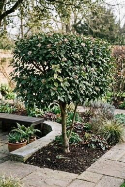 Viburnum tinus 'Eve Price' Scherm