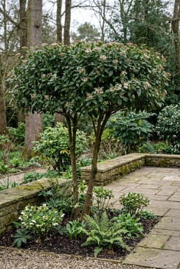 Viburnum tinus 'Eve Price' Scherm