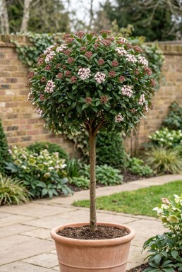 Viburnum tinus 'Eve Price' Op stam
