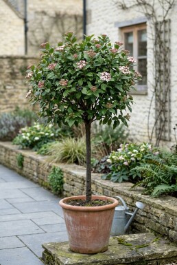 Viburnum tinus 'Eve Price' Op stam