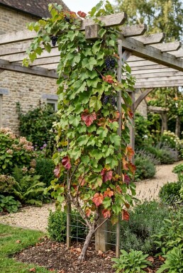 Vitis amurensis Stok