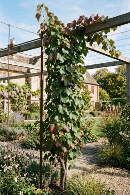 Vitis amurensis Stok