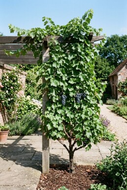 Vitis 'Boskoop Glory' Stok