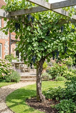 Vitis 'Boskoop Glory' Stok