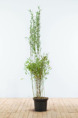 Bamboe / Fargesia Nitida 150-175 cm