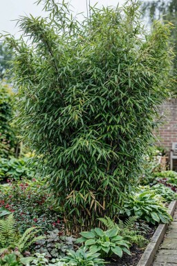 Bamboe / Fargesia Nitida 150-175 cm - Pot