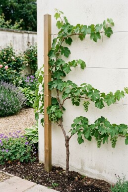 Vitis 'Himrod' Stok