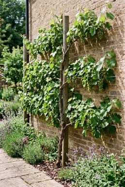 Vitis 'Himrod' Stok