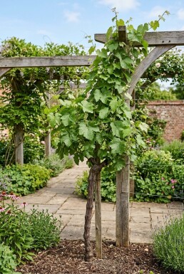Vitis labrusca 'Isabella' Stok