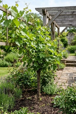 Vitis labrusca 'Isabella' Stok