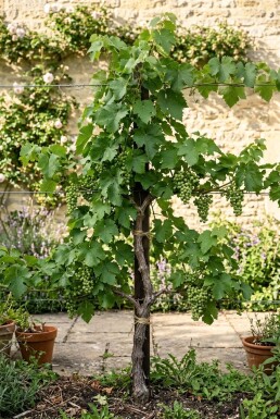 Vitis 'Mika' Stok
