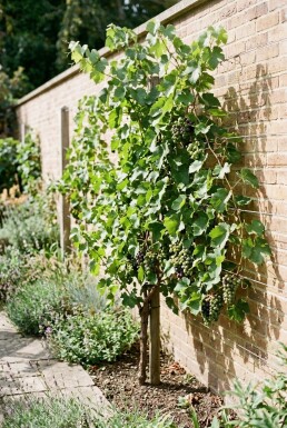 Vitis 'Mika' Stok