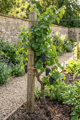 Vitis 'Muscat Bleu' Stok