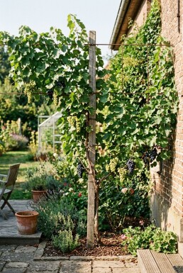 Vitis vinifera Duo druif Stok