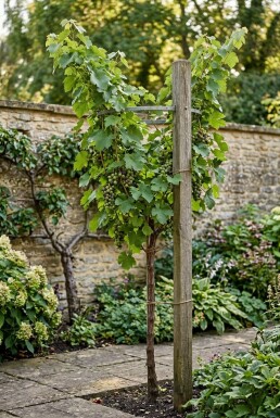 Vitis vinifera Duo druif Stok