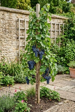 Vitis vinifera 'Attika' Stok