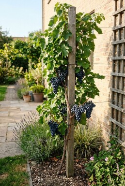 Vitis vinifera 'Attika' Stok