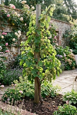 Vitis vinifera 'Bianca' Stok
