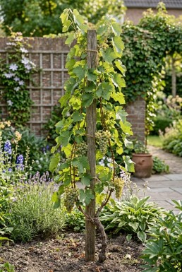 Vitis vinifera 'Bianca' Stok