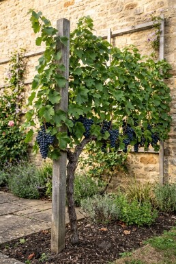 Vitis vinifera 'Boskoop Glorie' Stok