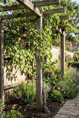 Vitis vinifera 'Boskoop Glorie' Stok