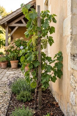 Vitis vinifera 'Fanny' Stok